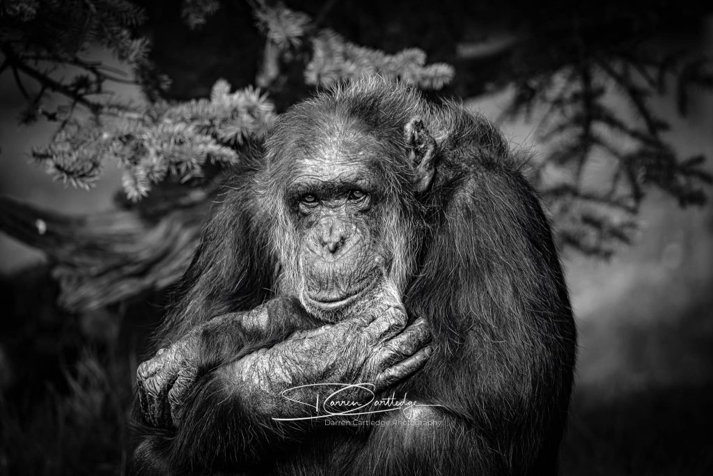 Chimpanzee - Darren Cartledge Photography